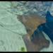 Cownose Ray - Photo (c) Zach Zeliff, some rights reserved (CC BY-NC), uploaded by Zach Zeliff