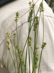Carex texensis