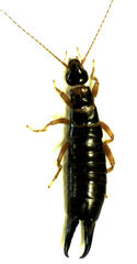 Anisolabis