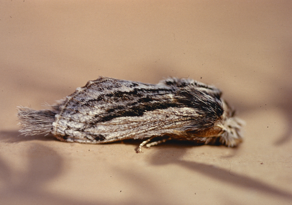 Braura picturata
