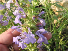 Salvia engelmannii