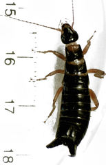 Anisolabis