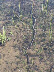 Thamnophis sirtalis concinnus