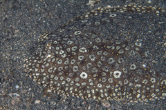 Pardachirus pavoninus