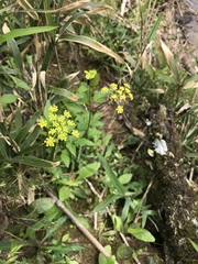 Thaspium trifoliatum