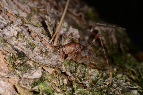 Photo of Greenhouse Camel Cricket (Tachycines asynamorus)