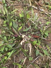 Chasmanthium