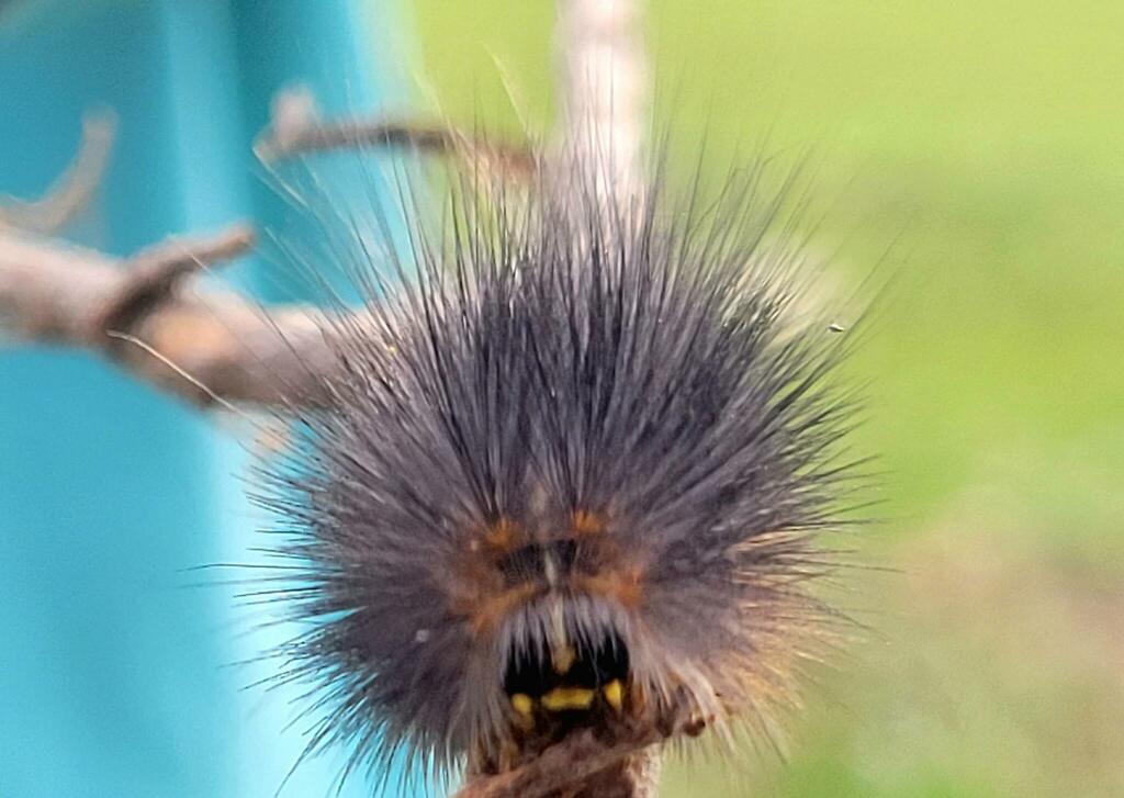 Underwing, Tiger, Tussock, and Allied Moths from Hawaii on March 25 ...