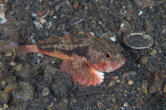 Richardsonichthys leucogaster