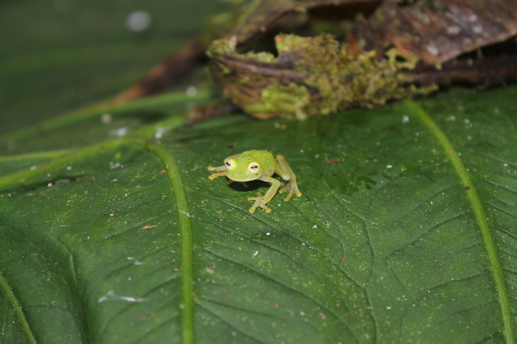 Adela's Glassfrog