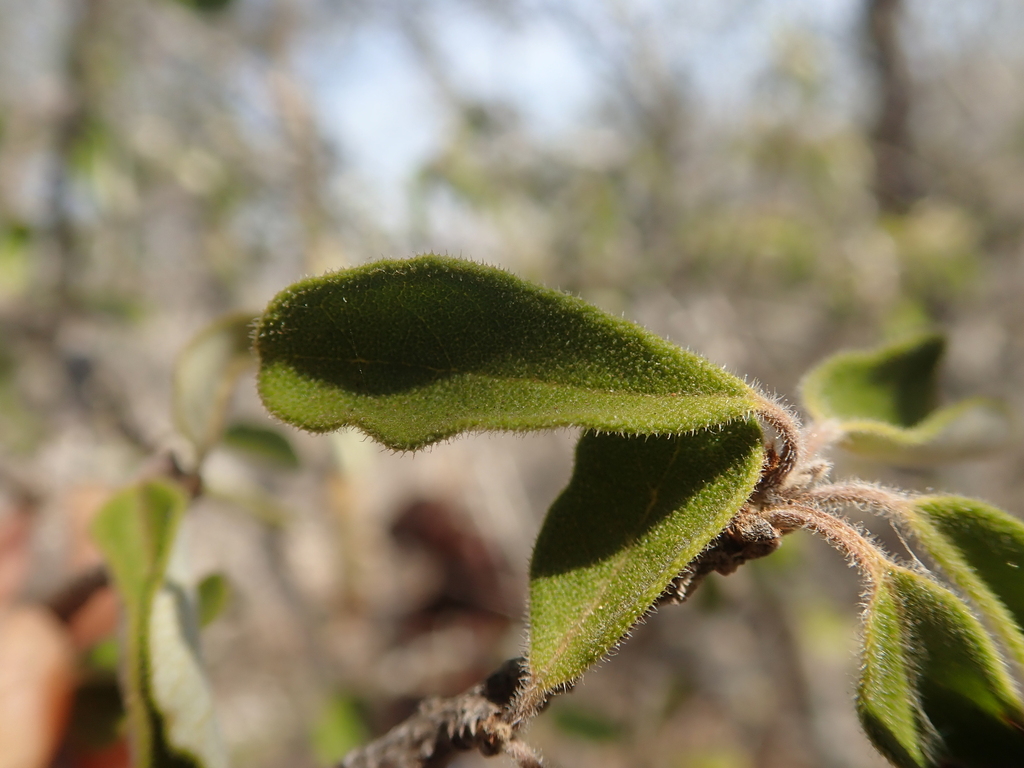 Bourreria scabra