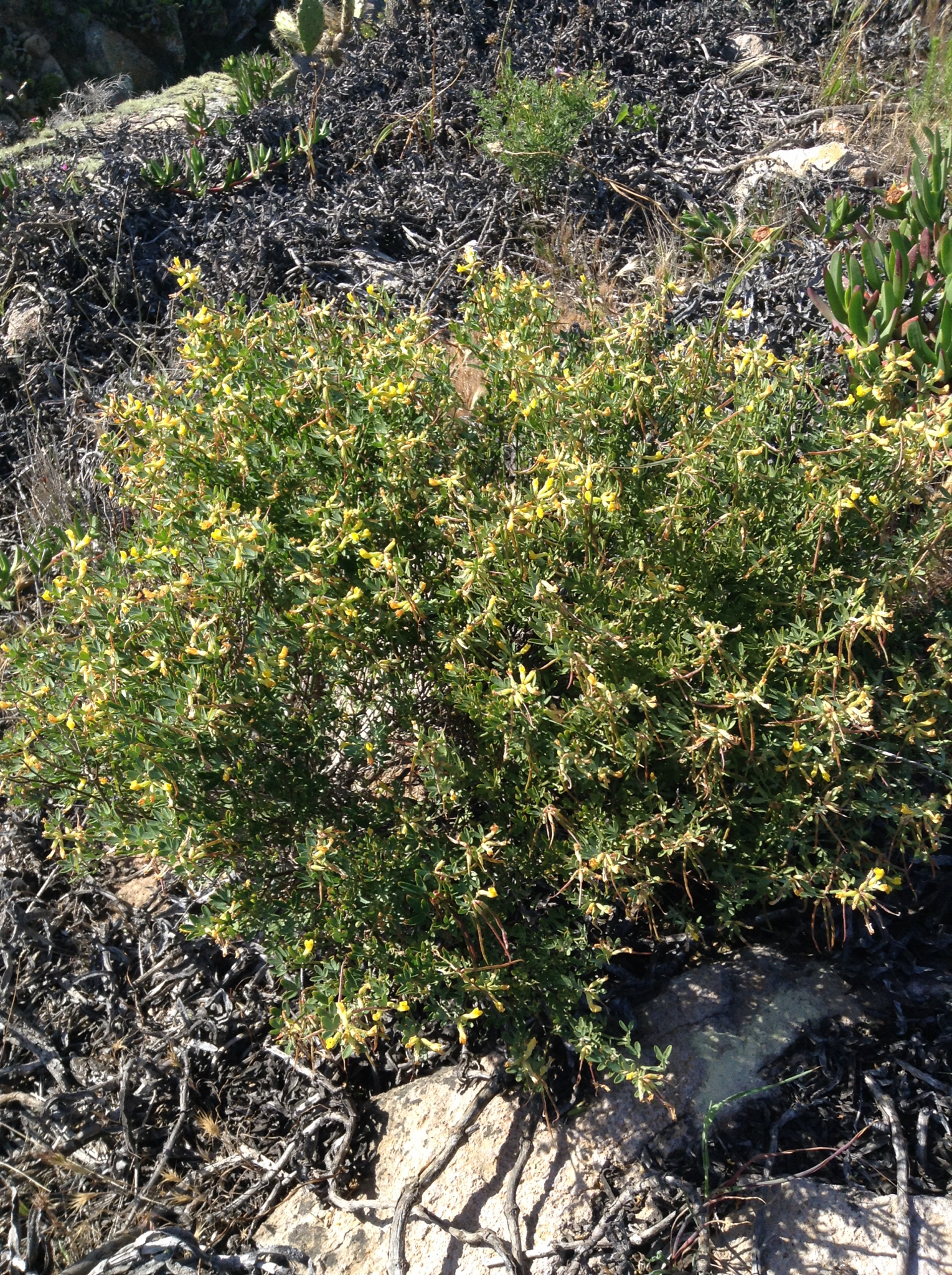Acmispon dendroideus var. traskiae