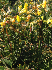 Acmispon dendroideus traskiae
