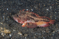 Richardsonichthys leucogaster