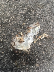 Leiocephalus carinatus