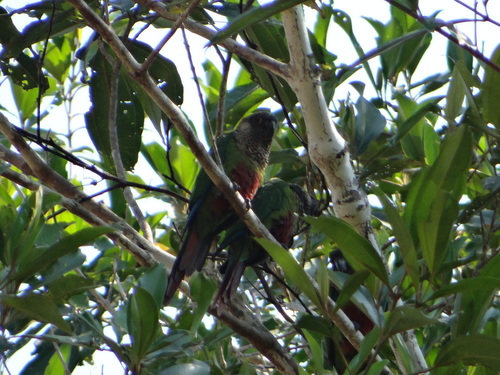 Bonaparte's Parakeet (Pyrrhura lucianii), photo 9