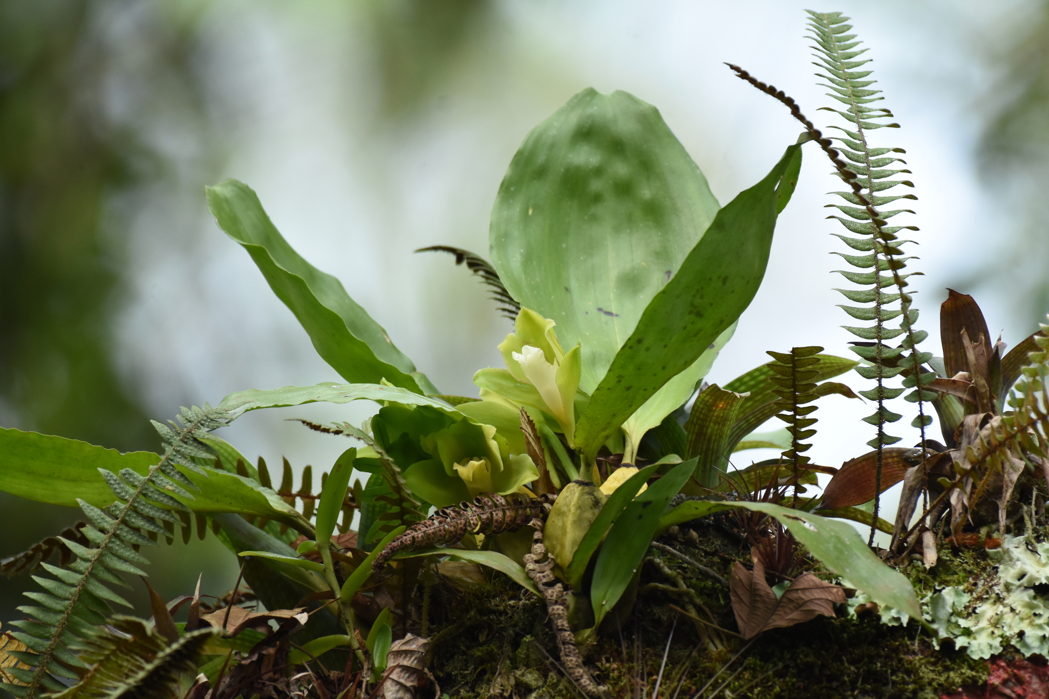 Bifrenaria inodora