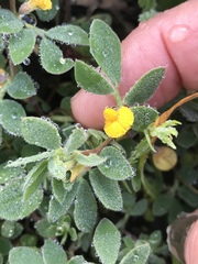 Acmispon wrangelianus