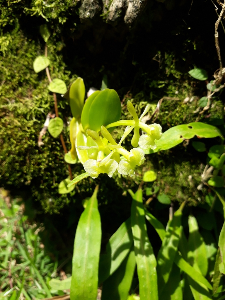 Epidendrum pseudodifforme Hágsater