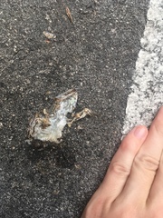 Leiocephalus carinatus