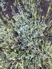 Acmispon wrangelianus