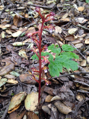 Corallorhiza maculata occidentalis
