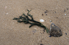 Codium