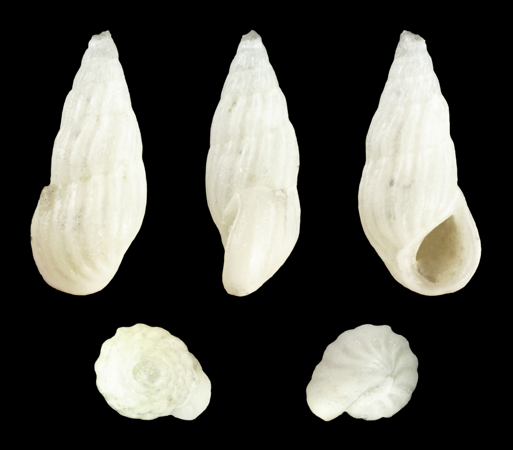 Caribbean Risso