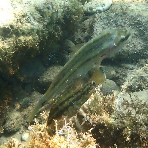 Five-spotted wrasse (Symphodus roissali) — Labridae — 5