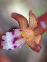 Corallorhiza maculata occidentalis