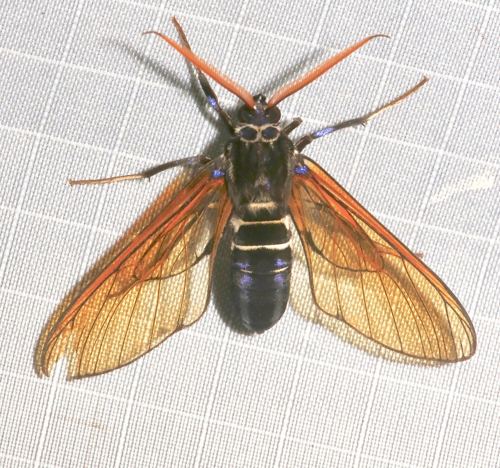 Sarosa