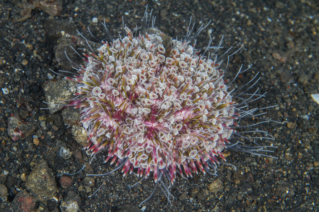 Flower Urchin Suma Aquarium Kobe Hyogo Prefecture Japan INaturalist flower-urchin-suma-aquarium-kobe-hyogo-prefecture-japan-inaturalist