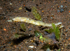 Dwarf Pipehorse photo 3