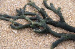 Codium