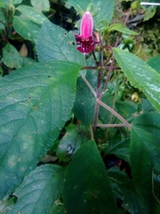 Kohleria inaequalis