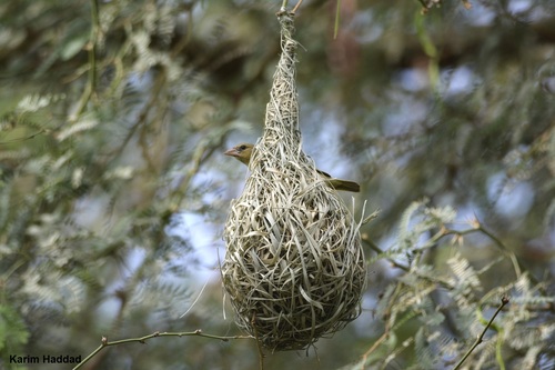 Vitelline Masked Weaver (Ploceus vitellinus), photo 10