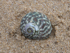 Lunella undulata