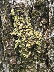 Placidium arboreum