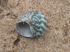 Lunella undulata