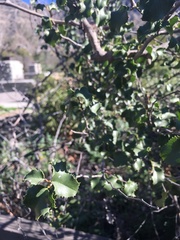 Prunus ilicifolia ilicifolia