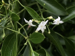 Jasminum didymum