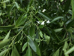 Jasminum didymum