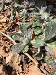 Erigeron pulchellus