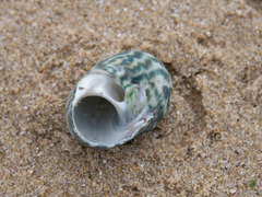 Lunella undulata