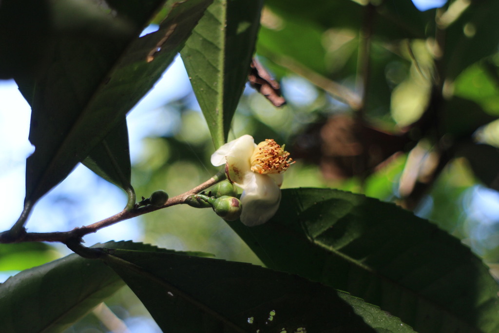 Camellia furfuracea