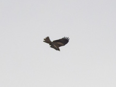 Milvus migrans