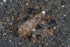 Dactyloptena orientalis