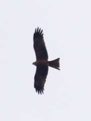 Milvus migrans