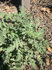 Phacelia tanacetifolia