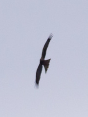 Milvus migrans